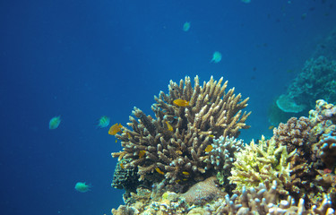 Naklejka na ściany i meble Coral reef with tropical fish in blue sea. Undersea landscape