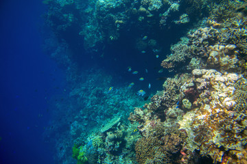 Naklejka na ściany i meble Coral reef wall by blue ocean abyss. Undersea landscape.