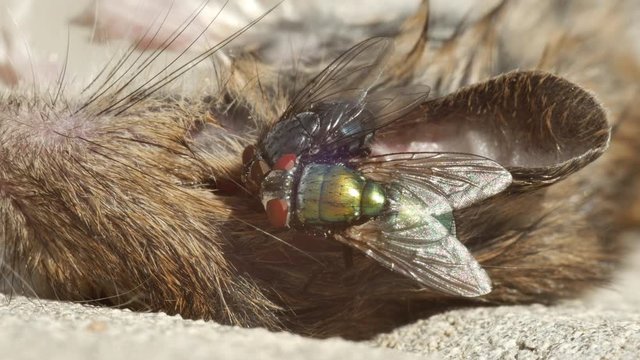 dead mouse on the ground rotting