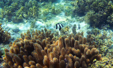 Naklejka na ściany i meble Tropical fish and sunny coral reef. Undersea landscape photo