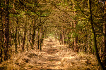 Forest path