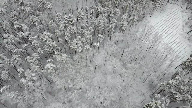 Aerial view of the snow-covered pine branches, top view