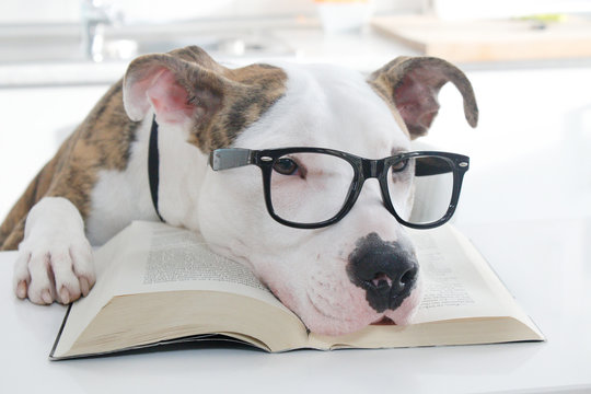 Perro y libro