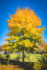 Naklejka premium Autumn colours