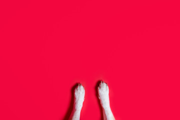 Close-up of the front white paws of a dog on a red background/place for banner, copy space, your...