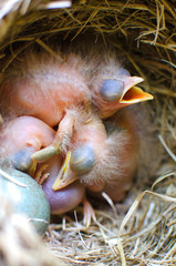 Two just hatched Chicks