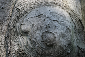 Similarities between humans and trees