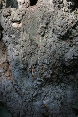 Similarities between humans and trees