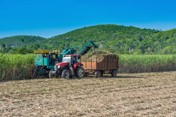 Obraz premium Maschinelle Zuckerrohr Ernte auf dem Feld im Binnenland von Kuba - Serie Cuba Reportage