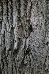Similarities between humans and trees