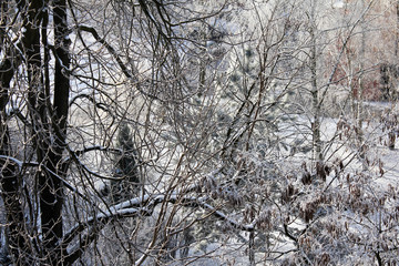 Obraz premium Dense network of branches covered with snow
