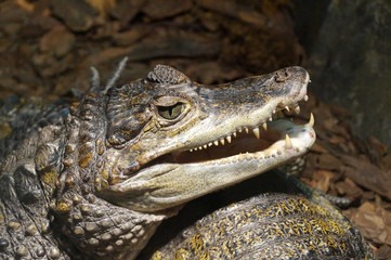 Fototapeta premium Crocodilia, caiman, alligator