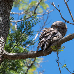 A tawny frogmouth in a tree
