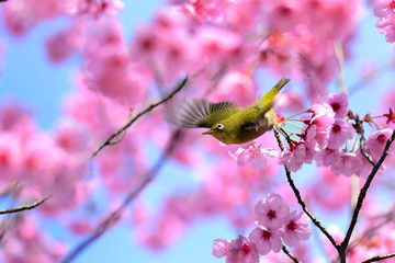 満開の陽光桜をエンジョイするメジロ