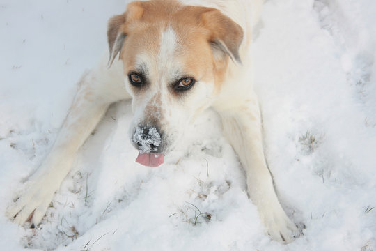 Clara Snow Dog
