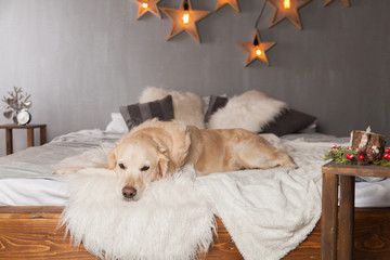 Adorable Golden Retriever Dog Light Pastel Gray White Scandinavian Textile Decorative Coat Pillows for Modern Bed in House or Hotel. Christmas and Pets Care Friendly concept.