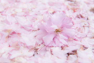 Fallen Pink Flowers