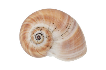 Snail shell on a white background