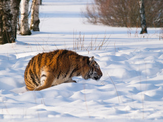Fototapeta na wymiar Panthera tigris altaica - Amur tiger ambush for the prey on snow.Action wildlife scene with danger animal