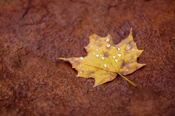 Autumn leafs abstract