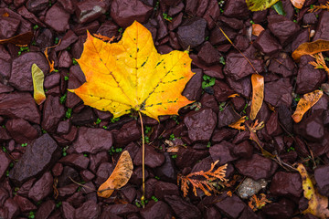 Autumn leafs background