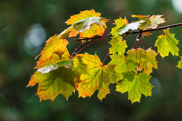 Autumn leafs background