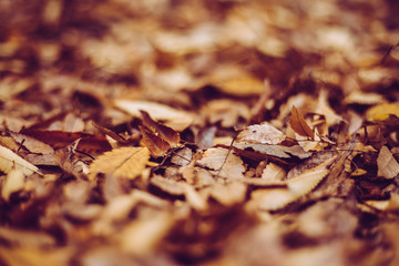 落葉 秋 地面 背景イメージ ぼかし