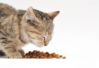 Little kitten eating cat's food 
