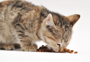 Little kitten eating cat's food 

