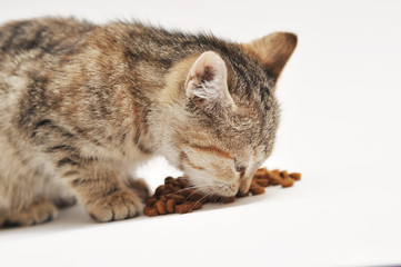 Little kitten eating cat's food 
