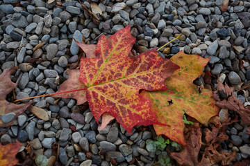 Autumn maple leaf on rocky ground