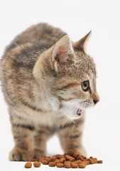 Little kitten eating cat's food 
