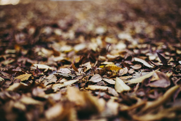 落葉 秋 地面 背景イメージ ぼかし