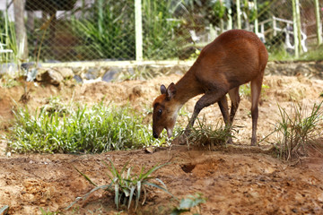 Brown deer on the zoo in the cage