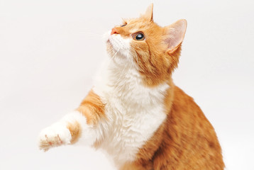 Cute red cat on a white background





