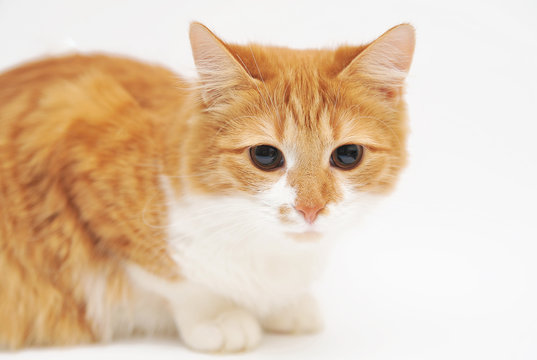 Cute red cat on a white background





