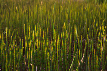 sprouts of horsetail in a bog