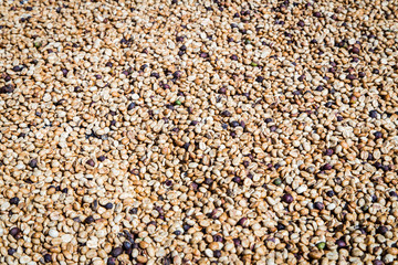 coffee bean drying in the sun