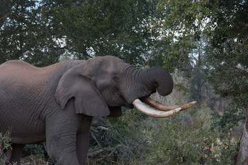 Afrique du sud, ses éléphants, son coucher de soleil, safari