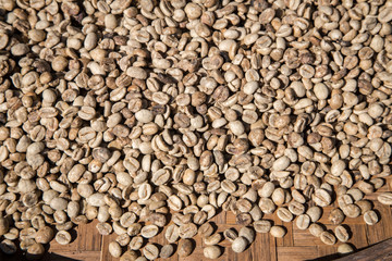 coffee bean drying in the sun