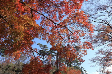 紅葉の風景