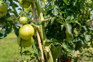 成長中のトマト