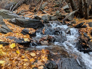 Flowing Autumn Stream