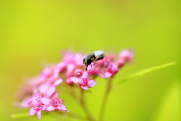 A fly is in the flower, close-up lens