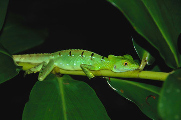 Bright Green Lizard Clings to Branch at Night