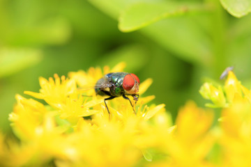 A fly is in the flower, close-up lens