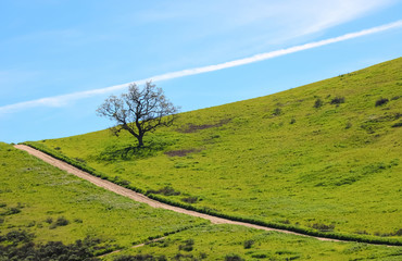 Fototapeta premium Lone Oak Tree on Hillside with Diagonal Lines in Trail and Clouds