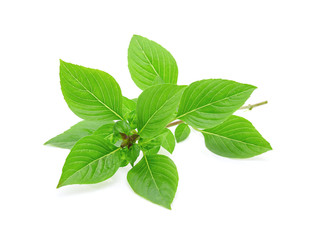 Sweet basil  isolated on white background
