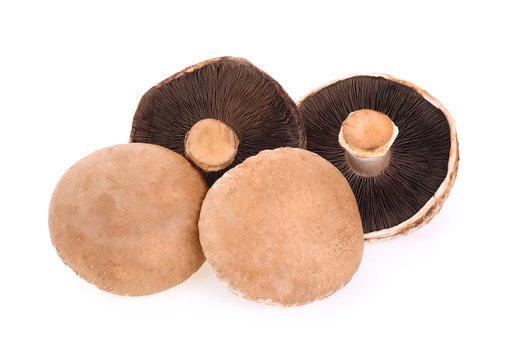 Portobello mushroom isolated on white background
