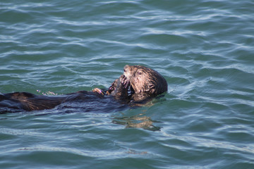 Fototapeta premium California Sea Otter